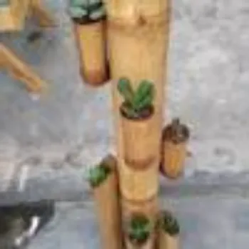 Organic Bamboo Plant